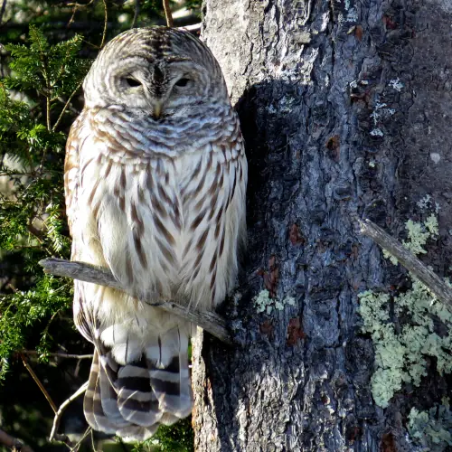 A boreal owl, sitting in a tree, looking directly at the viewer.